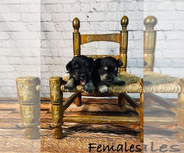 Medium Photo #1 Schnauzer (Standard) Puppy For Sale in ROANOKE, IL, USA