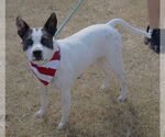 Small #1 American Bulldog Mix