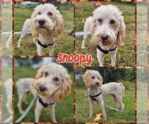 Poodle (Miniature)-Poodle (Standard) Mix Dogs for adoption in Blacksburg, SC, USA