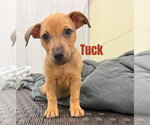 Small Mutt