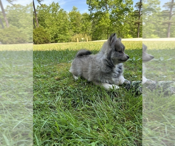 Medium Photo #7 Pomsky Puppy For Sale in GREENVILLE, MO, USA