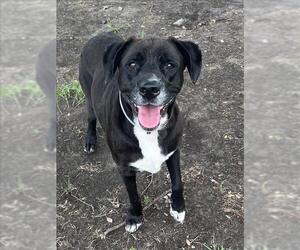 Medium Labrador Retriever