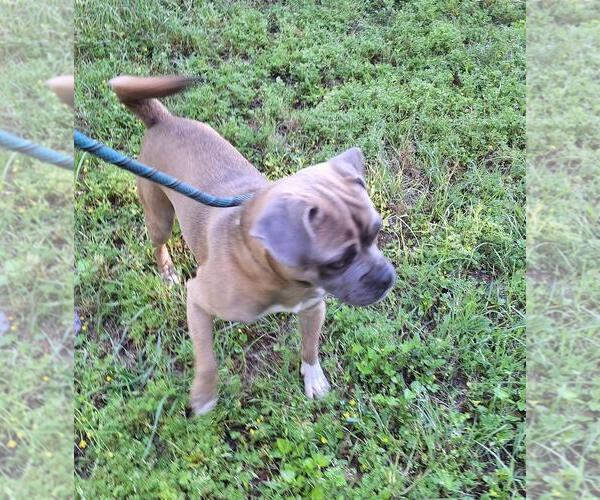 Medium Photo #3 Puggle Puppy For Sale in Missouri City, TX, USA