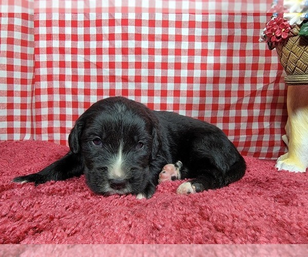 Medium Photo #5 Golden Mountain Dog Puppy For Sale in BLACK FOREST, CO, USA