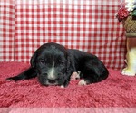 Small Photo #5 Golden Mountain Dog Puppy For Sale in BLACK FOREST, CO, USA