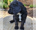 Small #8 F2 Aussiedoodle