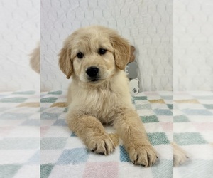 Golden Retriever Puppy for sale in INDIANAPOLIS, IN, USA