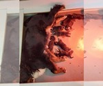 Small #2 Bernese Mountain Dog