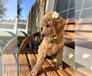 Medium Poodle (Standard)