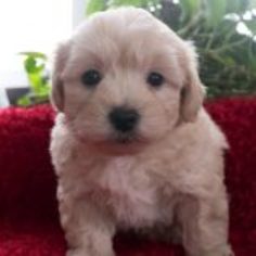 Maltipoo Puppy for sale in KENT, OH, USA