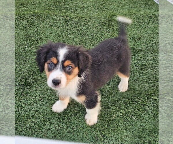 Medium Photo #7 Cavalier King Charles Spaniel-Miniature Australian Shepherd Mix Puppy For Sale in POMONA, CA, USA