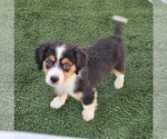 Small Photo #7 Cavalier King Charles Spaniel-Miniature Australian Shepherd Mix Puppy For Sale in POMONA, CA, USA