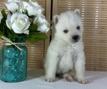 Small #1 Pomsky