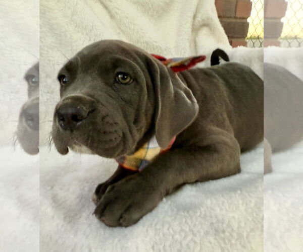 Medium Photo #3 Mutt Puppy For Sale in Goodyear, AZ, USA