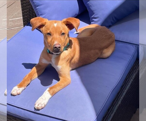 Medium Photo #1 Chihuahua-Unknown Mix Puppy For Sale in Gates Mills, OH, USA