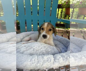 Mutt Dogs for adoption in Pacolet, SC, USA