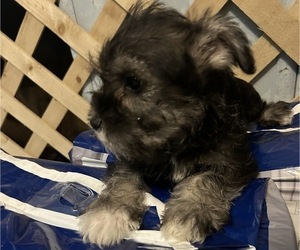 Schnauzer (Miniature) Puppy for sale in BOYLESTON, IN, USA