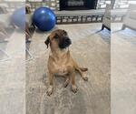 Small Mutt