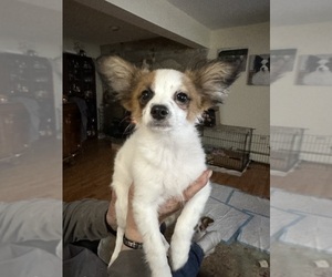 Papillon Puppy for sale in MIDDLETOWN, CT, USA
