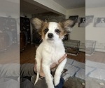 Small Photo #1 Papillon Puppy For Sale in MIDDLETOWN, CT, USA