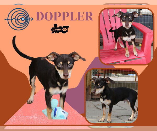 Medium Photo #1 Dachshund-Unknown Mix Puppy For Sale in Lindsay, CA, USA