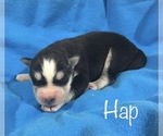 Small Photo #3 Siberian Husky Puppy For Sale in DEARBORN, MO, USA