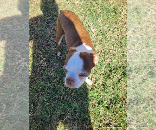 Medium Photo #6 Boston Terrier Puppy For Sale in Little Elm, TX, USA