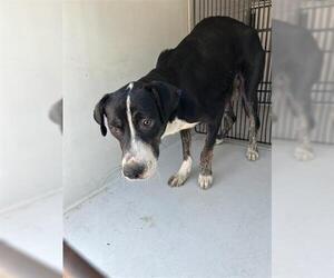 Labrador Retriever-Unknown Mix Dogs for adoption in Houston, TX, USA