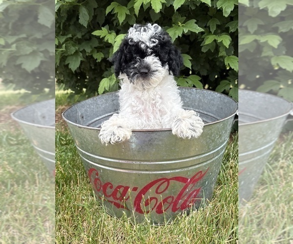 Medium Photo #2 Poodle (Miniature) Puppy For Sale in MIDDLEBURY, IN, USA
