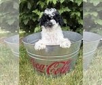 Small #1 Poodle (Miniature)