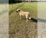 Small Anatolian Shepherd