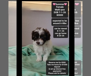 Maltipoo (Toy) Puppy for sale in TUCSON, AZ, USA