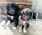 Small Photo #18 Border Collie-Golden Retriever Mix Puppy For Sale in OVERLAND PARK, KS, USA