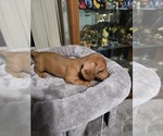 Puppy Puppy 4 Dachshund