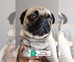 Pug Dogs for adoption in San Diego, CA, USA