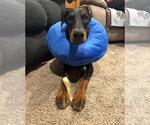Small Doberman Pinscher