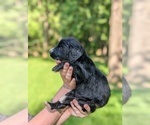 Small Photo #21 Golden Mountain Doodle  Puppy For Sale in BROKEN ARROW, OK, USA
