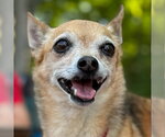 Small #20 Chihuahua Mix