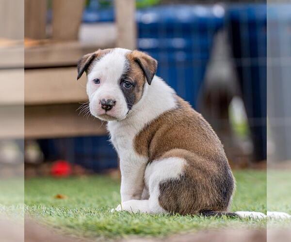 Medium Photo #2 Boxer-Unknown Mix Puppy For Sale in San Diego, CA, USA