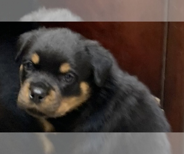 Medium Photo #5 Rottweiler Puppy For Sale in GRANTS PASS, OR, USA