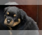 Small Photo #5 Rottweiler Puppy For Sale in GRANTS PASS, OR, USA