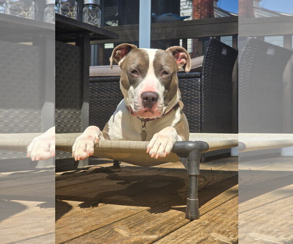 Medium Photo #1 Mutt Puppy For Sale in Rockville, MD, USA