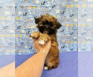 Mal-Shi Puppy for sale in WINNSBORO, LA, USA