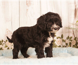 Cavachon Puppy for sale in PENNS CREEK, PA, USA