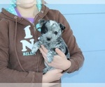 Small Photo #3 Texas Heeler Puppy For Sale in CLARKRANGE, TN, USA