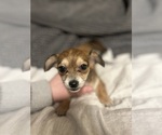 Small Photo #4 Chiweenie Puppy For Sale in CANDLER, NC, USA