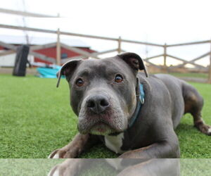 Mutt Dogs for adoption in Chestertown, MD, USA