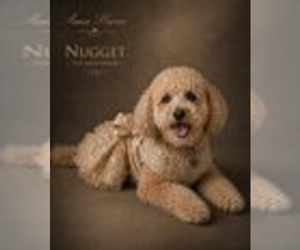Mother of the Cavapoo (Miniature) puppies born on 03/16/2026