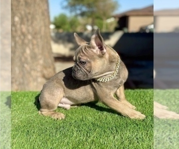 Medium Photo #1 French Bulldog Puppy For Sale in NEWPORT BEACH, CA, USA