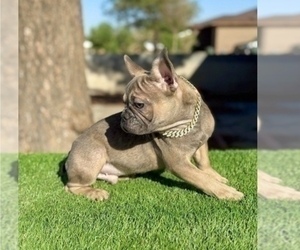 French Bulldog Puppy for sale in NEWPORT BEACH, CA, USA